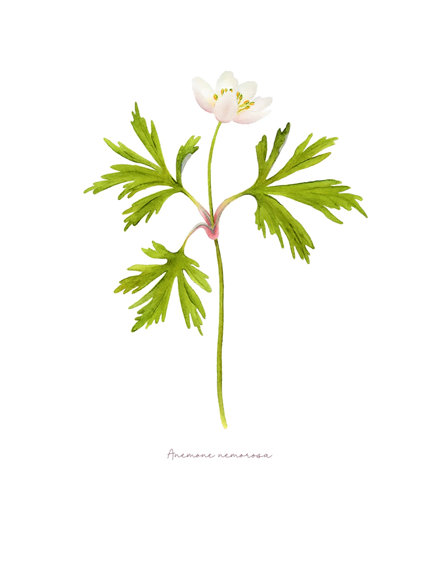 Sasanka - autorská akvarelová ilustrace s paspartou