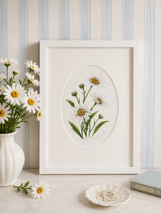 Kopretina - autorská akvarelová ilustrace s paspartou | art print