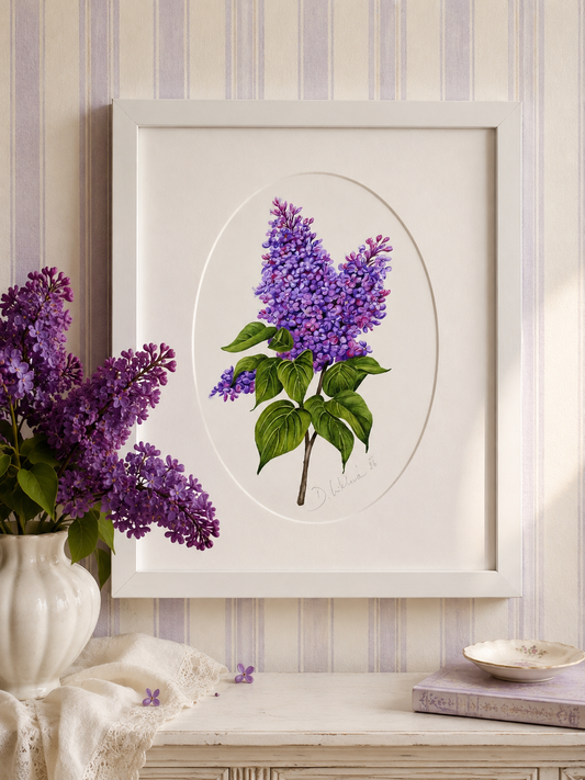 Šeřík - autorská akvarelová ilustrace s paspartou | art print