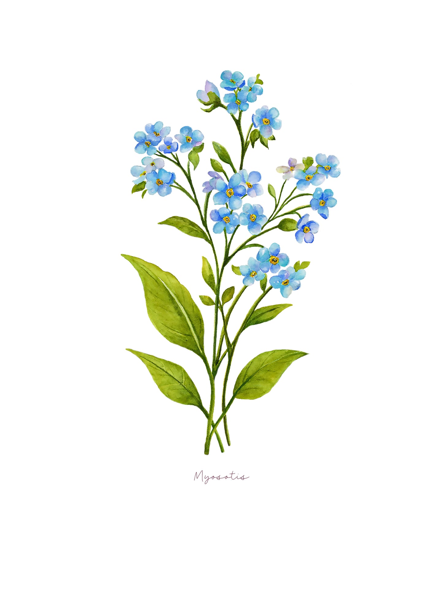 Pomněnka - autorská akvarelová ilustrace s paspartou