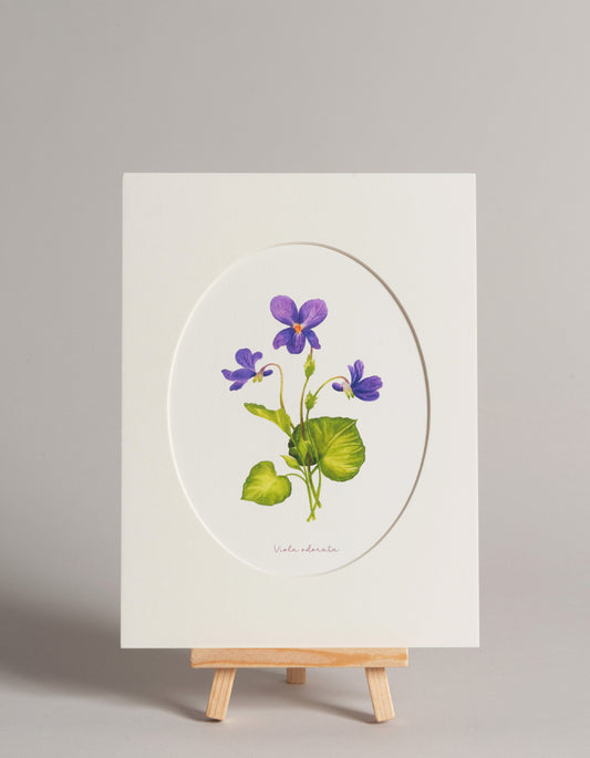 Fialka - autorská akvarelová ilustrace s paspartou | art print