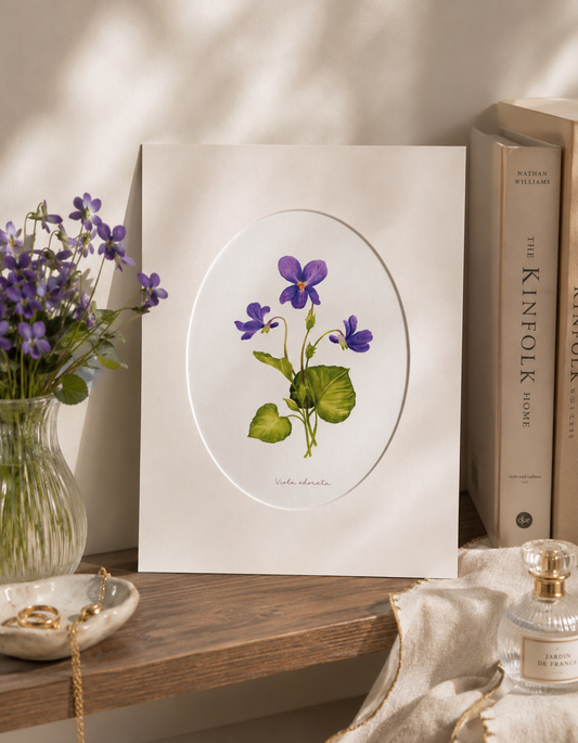 Fialka - autorská akvarelová ilustrace s paspartou | art print