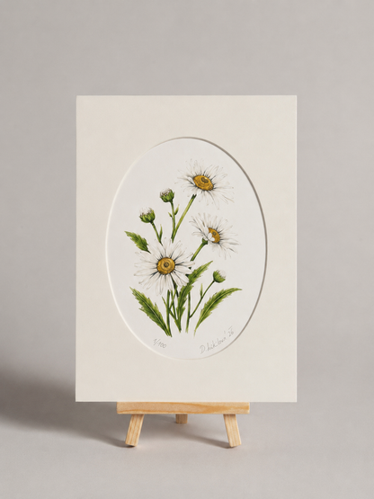 Kopretina - autorská akvarelová ilustrace s paspartou | art print