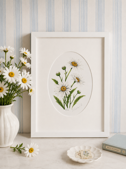 Kopretina - autorská akvarelová ilustrace s paspartou | art print