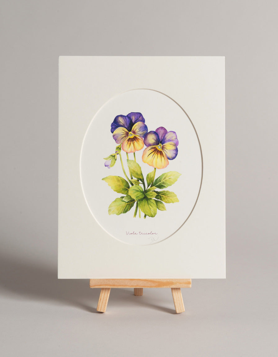 Maceška - autorská akvarelová ilustrace s paspartou | art print