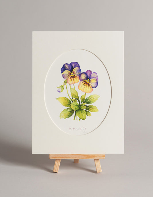 Maceška - autorská akvarelová ilustrace s paspartou | art print