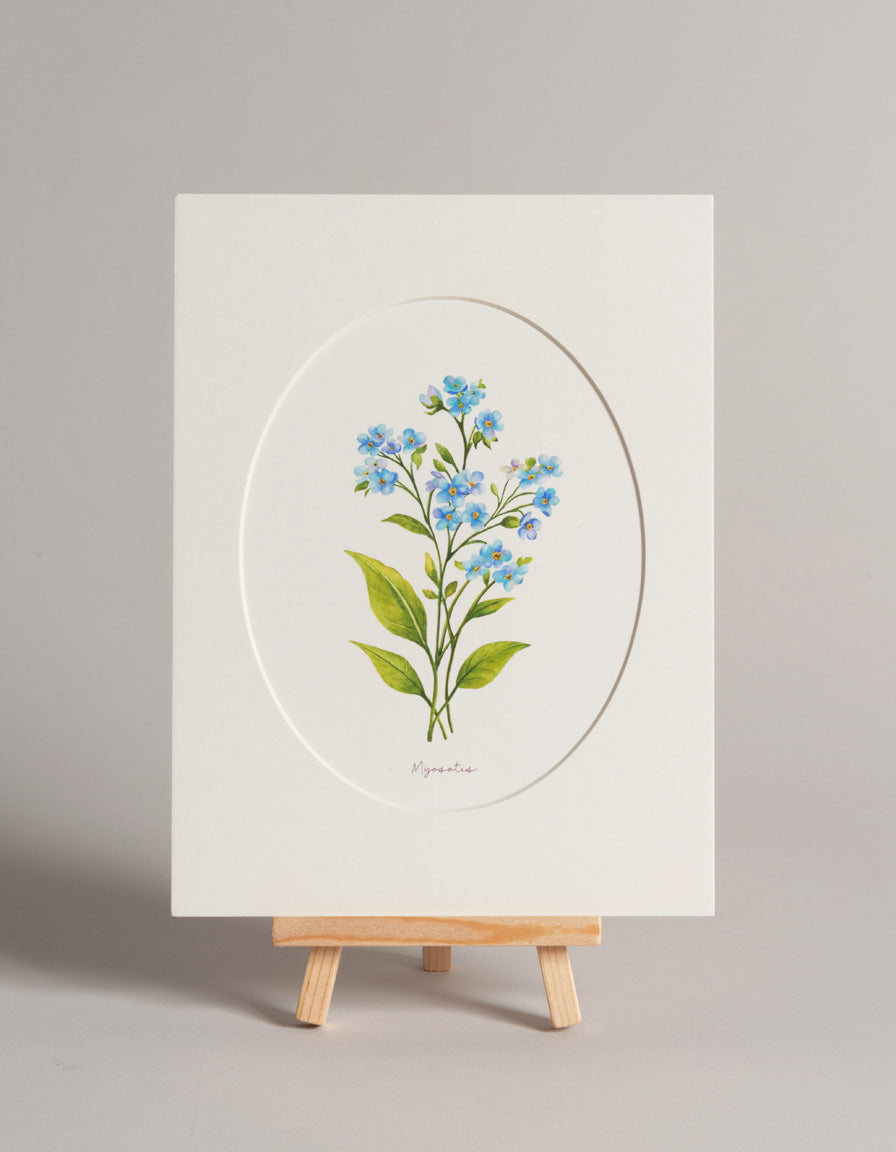 Pomněnka - autorská akvarelová ilustrace s paspartou | art print