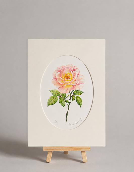 Růže - autorská akvarelová ilustrace s paspartou | art print