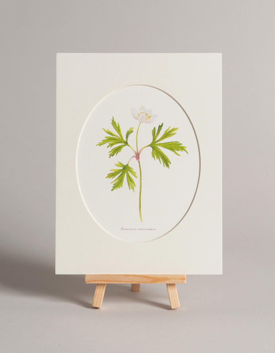 Sasanka - autorská akvarelová ilustrace s paspartou | art print