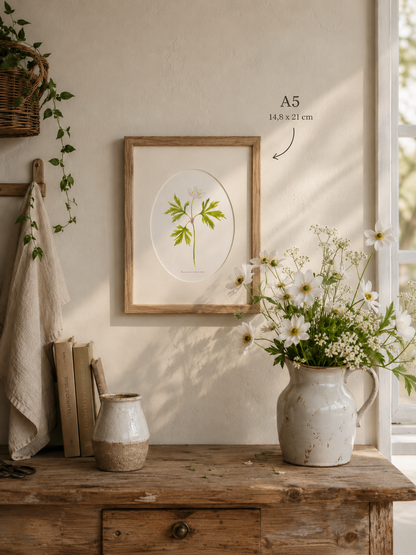 Sasanka - autorská akvarelová ilustrace s paspartou | art print