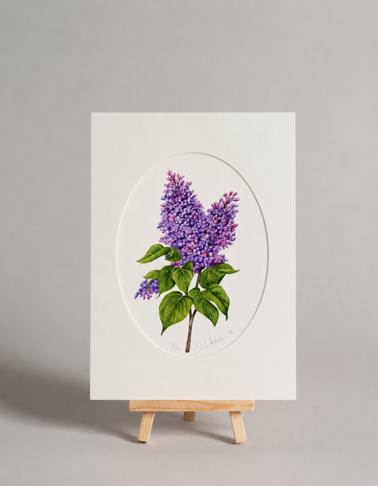 Šeřík - autorská akvarelová ilustrace s paspartou | art print