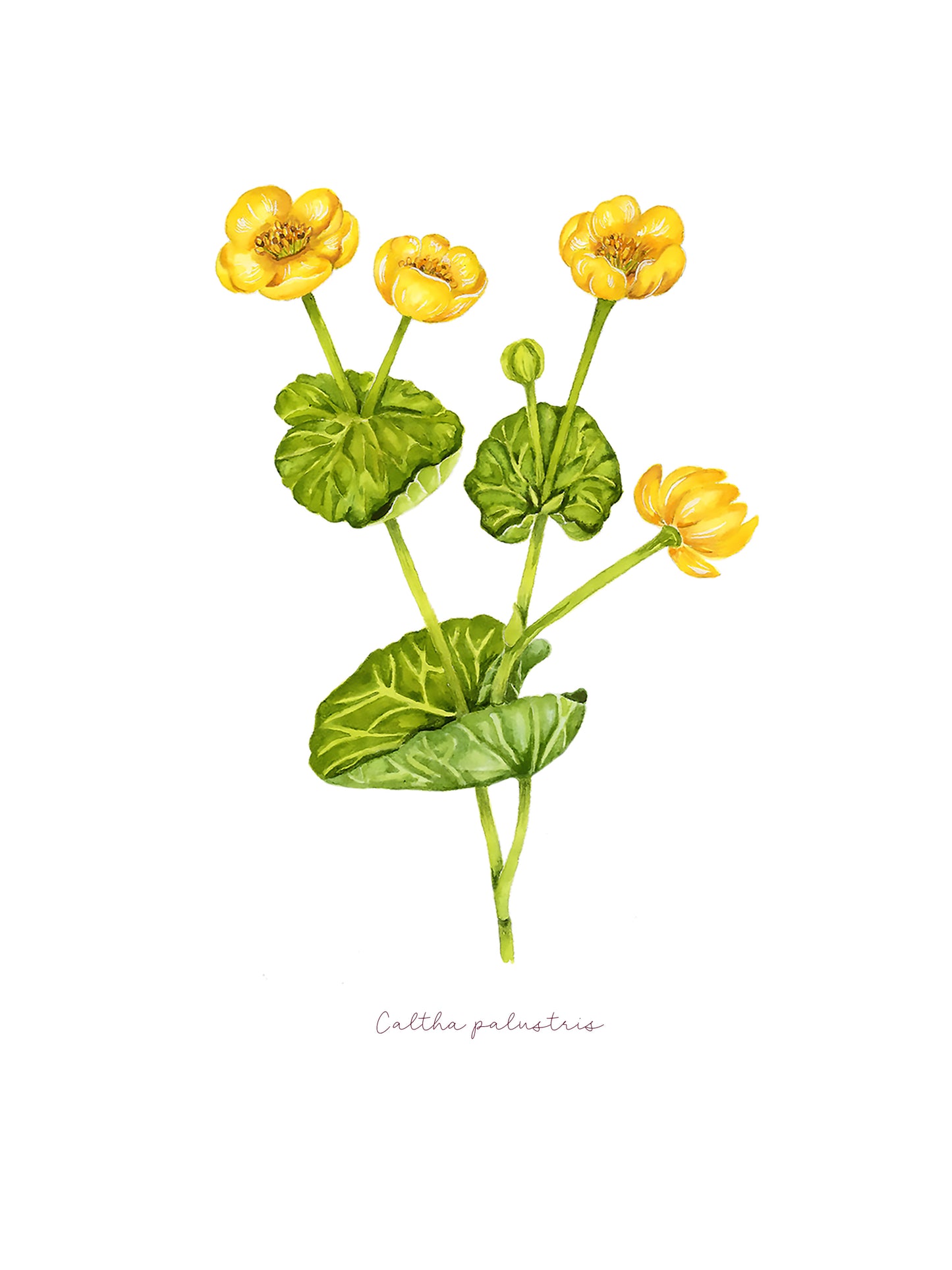 Blatouch - autorská akvarelová ilustrace s paspartou