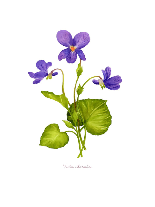 Fialka - autorská akvarelová ilustrace s paspartou