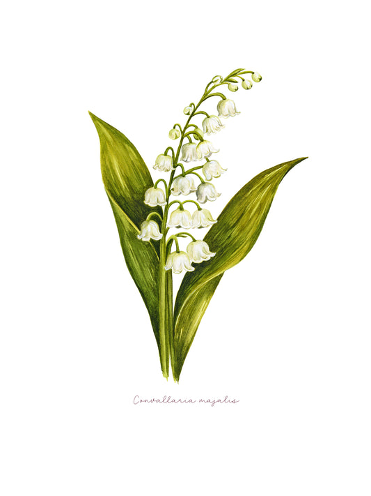 Konvalinka - autorská akvarelová ilustrace v paspartě